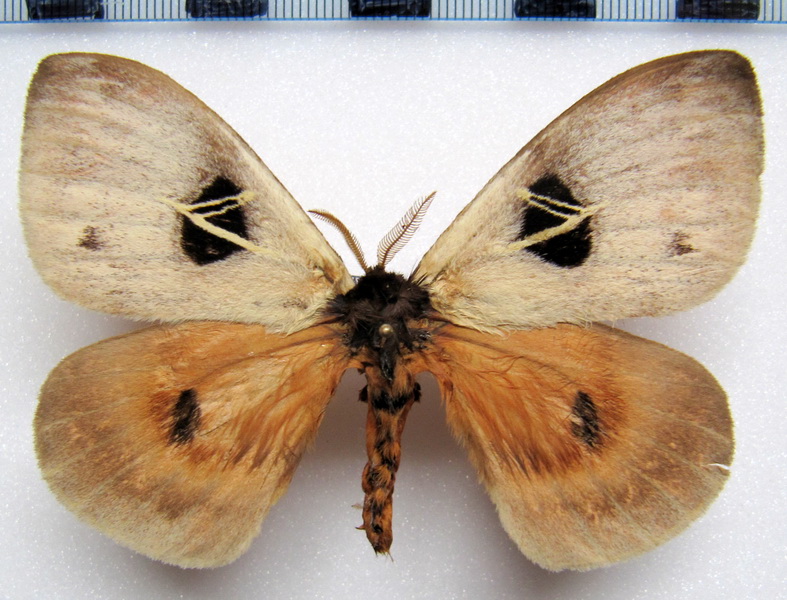  Dirphia tarquinia  (Cramer, 1775)