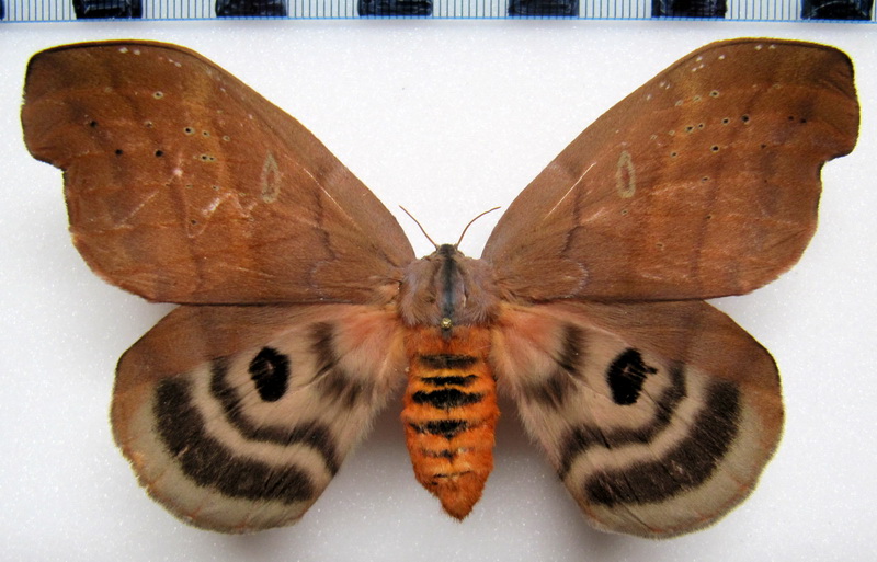  Hyperchiria aniris   femelle  (Jordan, 1910)