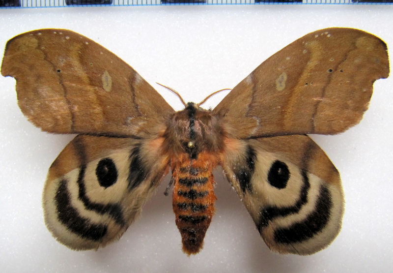  Hyperchiria aniris   mâle  (Jordan, 1910)