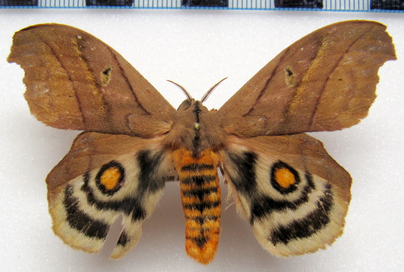  Hyperchiria nausica   mâle  (Cramer, [1779]