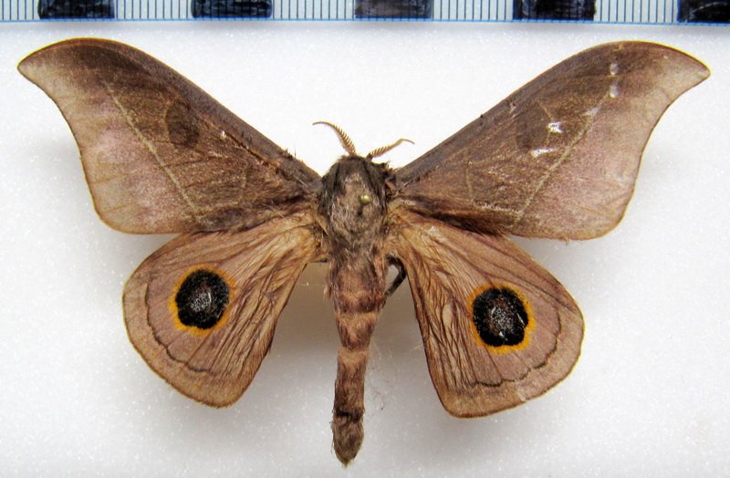  Leucanella maasseni  mâle  (Moeschler, 1872)