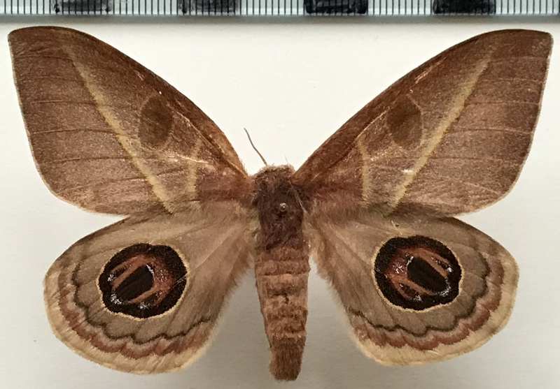 Leucanella sp 241 femelle