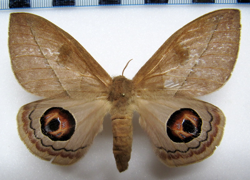  Leucanella viridescens viridior  femelle  Lemaire, 1973