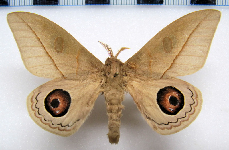  Leucanella viridescens viridior  male Lemaire, 1973