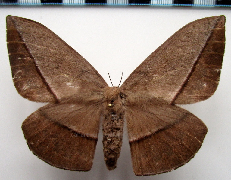  Lonomia achelous diabolus  femelle  Draudt, 1929                               