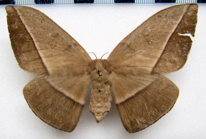  Lonomia achelous diabolus  femelle  Draudt, 1929