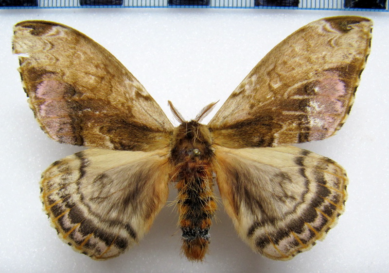  Molippa flavodiosiana mâle  Brechlin & Meister, 2011