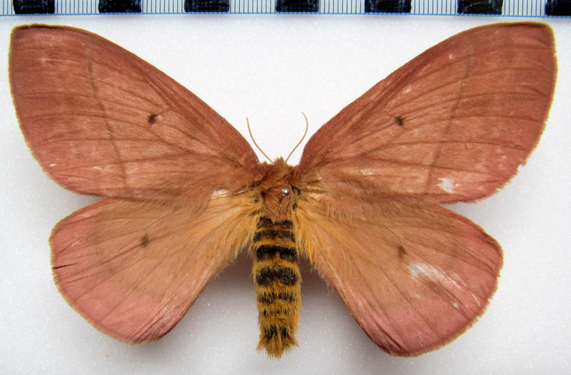  Periphoba arcaei    femelle    (Druce, 1886)