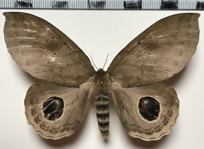  Pseudautomeris lata  (Conte, 1906) femelle 
