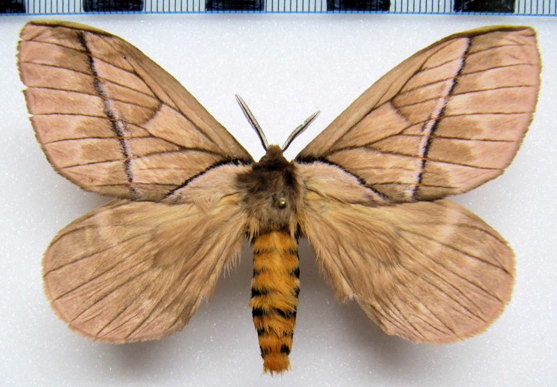   Pseudodirphia agis  (Cramer, 1775) mâle