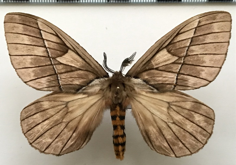  Pseudodirphia agis  (Cramer, 1775) mâle