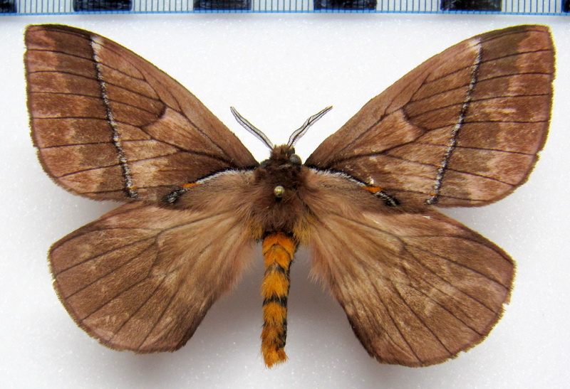  Pseudodirphia andicola  Bouvier, 1930 mâle