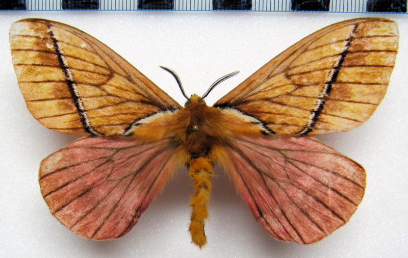  Pseudodirphia imperialis  (Draudt, 1930)  mâle
