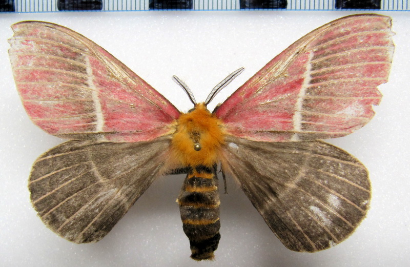  Pseudodirphia menander  (Druce, 1886) mâle