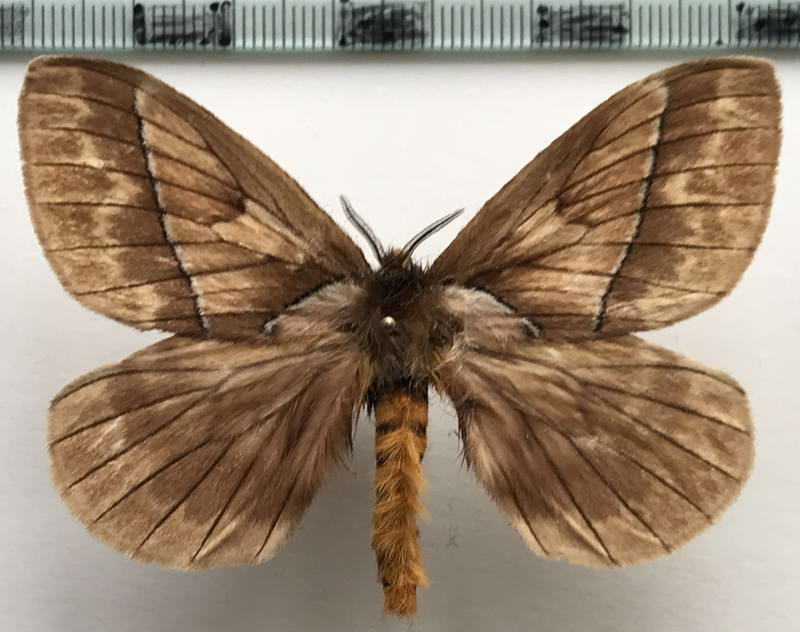  Pseudodirphia sp 653 mâle