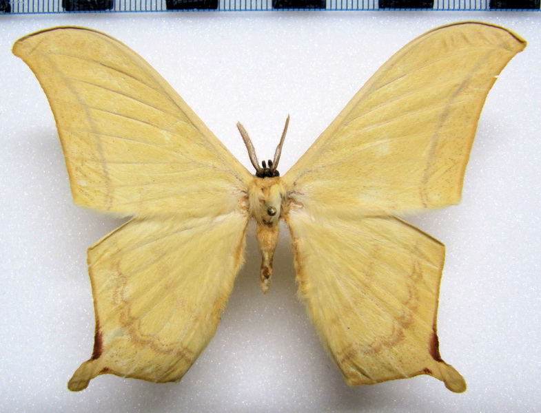 Therinia buckleyi buckleyi mâle (Druce,1890)