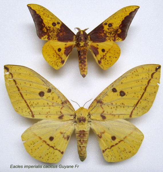  eacles imperialis cacicus