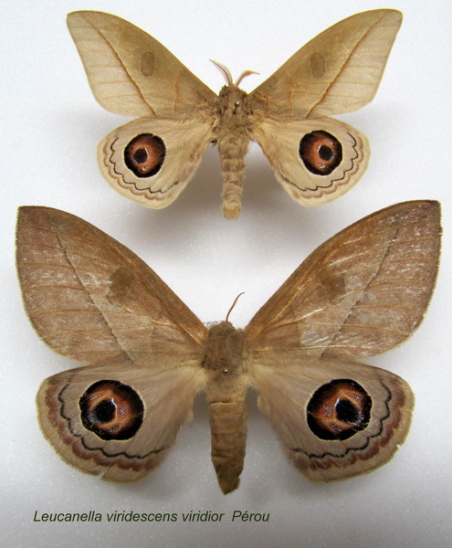  Leucanella viridescens viridior