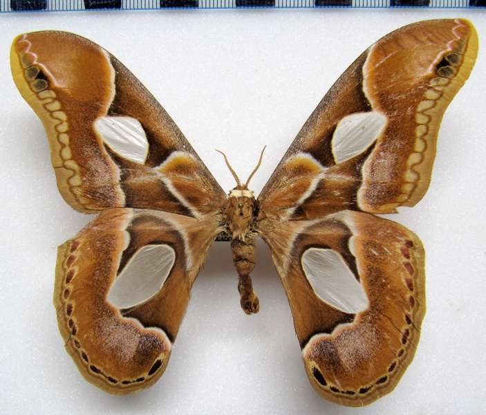  Rothschildia arethusa male