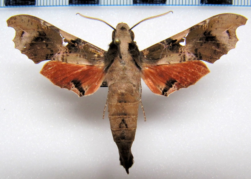  Callionima denticulata mâle  (Schaus, 1895)