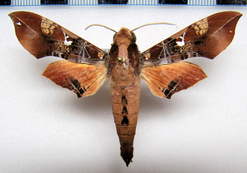Callionima inuus (Rothschild & Jordan, 1903) mâle