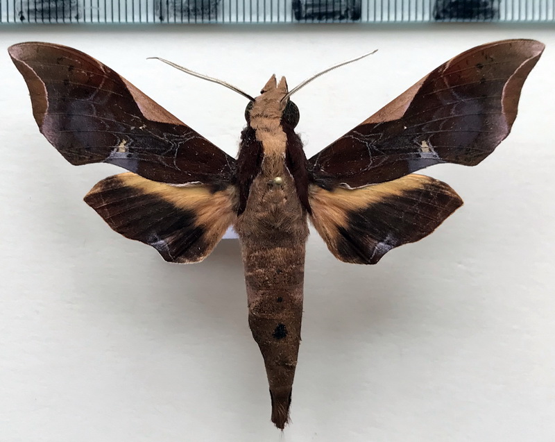  Callionima nomius   mâle (Walker 1856)