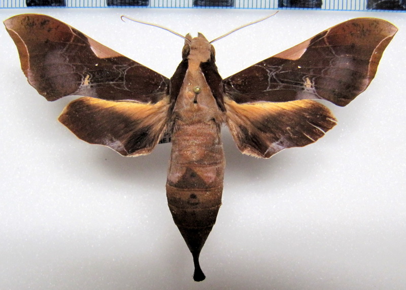  Callionima nomius   femelle  (Walker 1856)