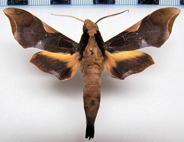  Callionima nomius   mâle (Walker 1856)