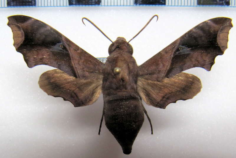   Enyo ocypete   femelle  (Linnaeus 1758)