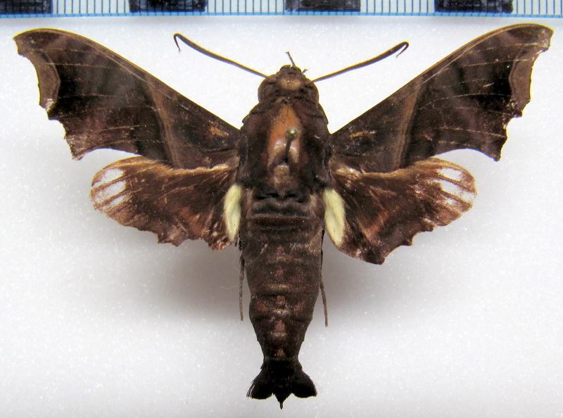   Enyo ocypete   male (Linnaeus 1758)