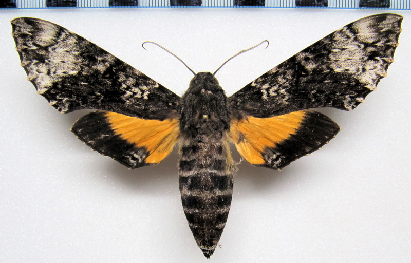  Isognathus excelsior  (Boisduval[1875]) femelle 