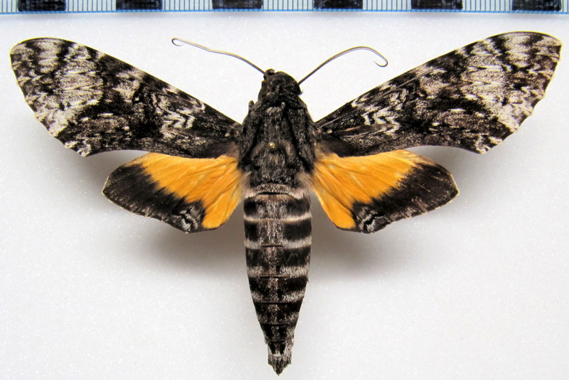  Isognathus excelsior  (Boisduval[1875]) male
