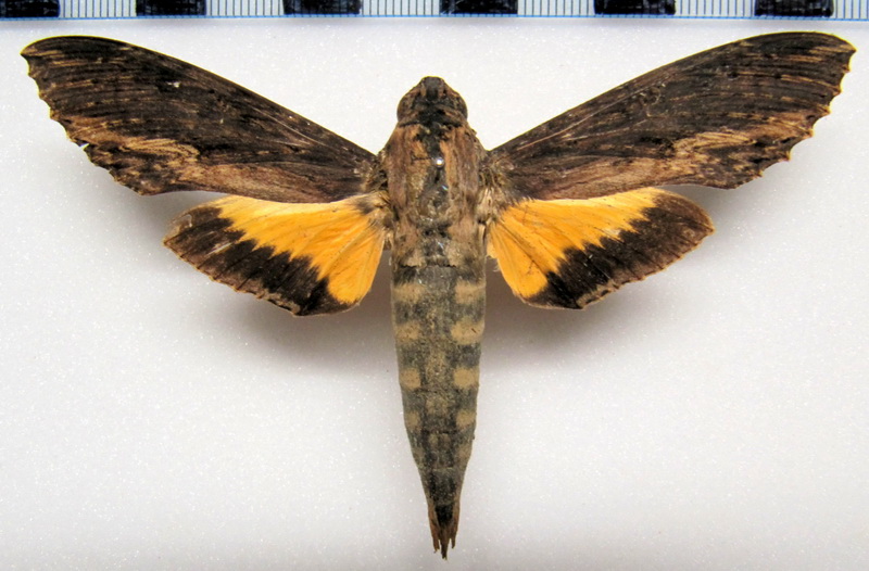   Isognathus scyron femelle  (Cramer 1780)