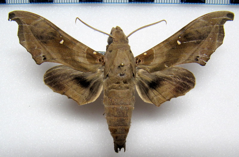  Madoryx bubastus bubastus  (Cramer 1777) femelle 