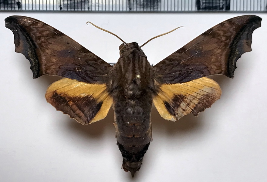   Nyceryx stuarti (Rothschild, 1894) mâle