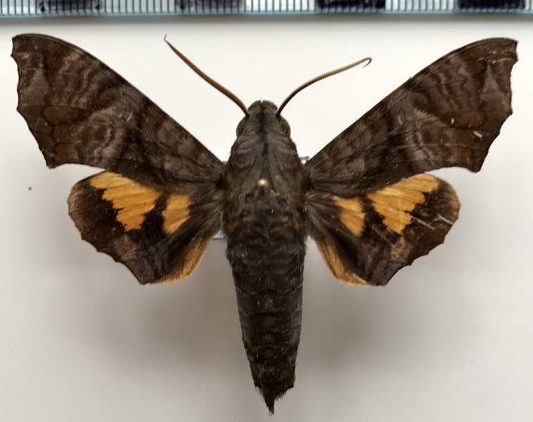 Nyceryx coffeae mâle  (Walker, 1856)