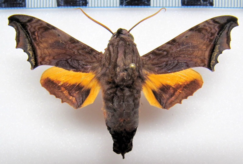 Nyceryx stuarti  (Rothschild, 1894) mâle