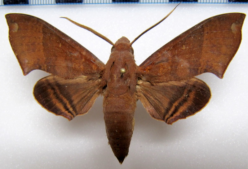  Pachygonidia caliginosa  Boisduval, 1870