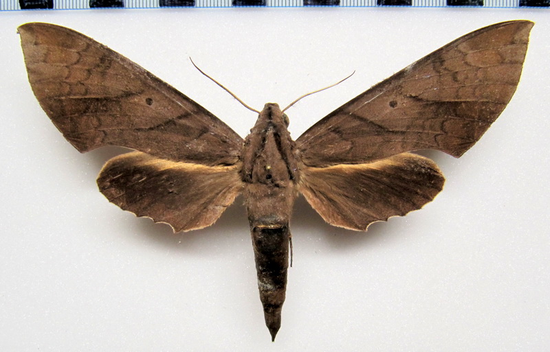 Pachylia darceta   femelle  Druce 1881 