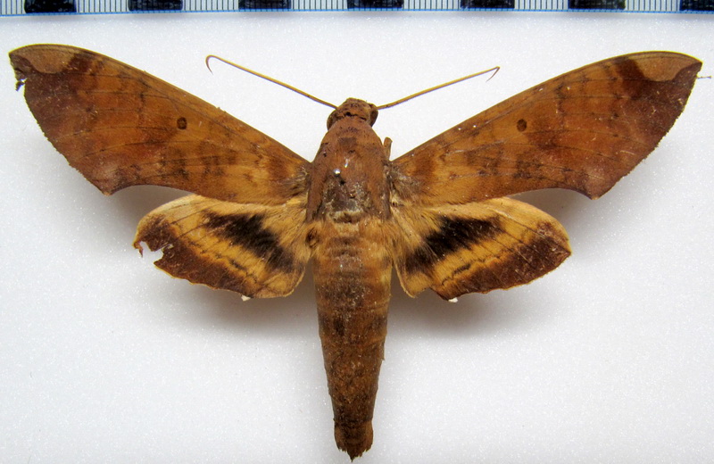 Pachylia ficus  male (Linnaeus 1758)