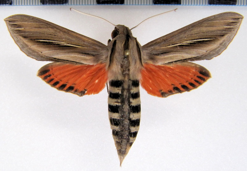  Phryxus caicus  (Cramer 1777)
