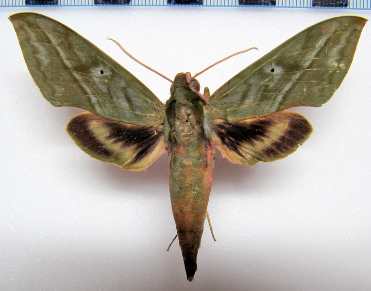  Xylophanes belti  mâle (Druce, 1878)