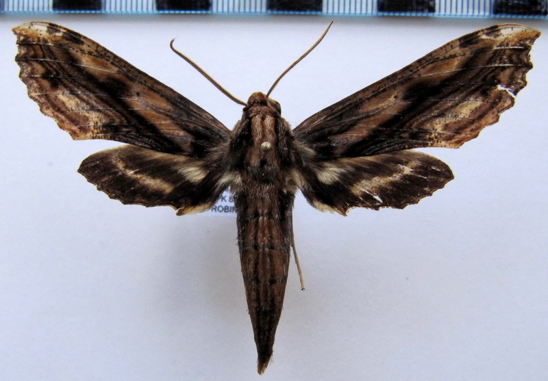   Xylophanes colinae     Haxaire, 1994                         