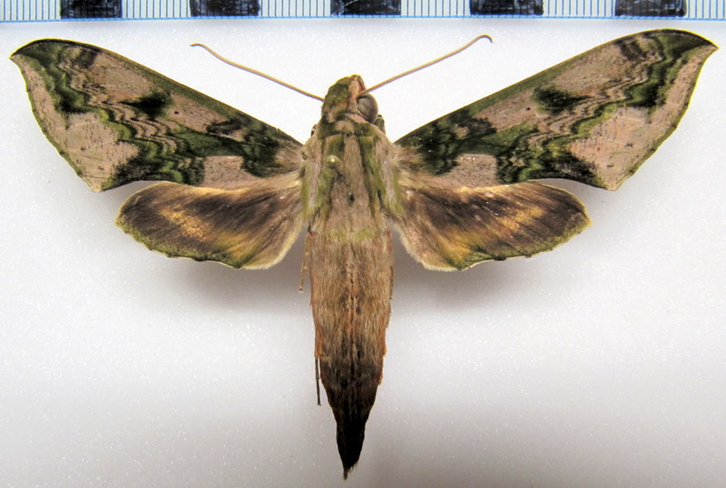 Xylophanes fusimaculata  (Felder[1874])