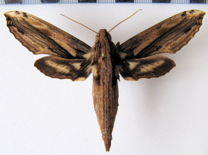 Xylophanes guianensis  (Roth.1894) 