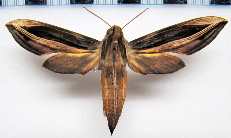  Xylophanes pyrrhus Rothschild & Jordan, 1906 femelle 