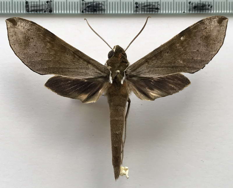  Xylophanes schausi  mâle  (Rothschild, 1894)