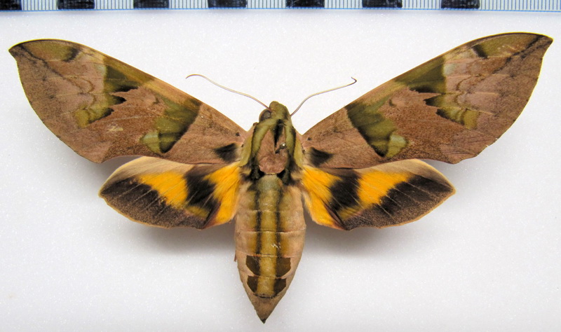  Eumorpha capronnieri  femelle  (Boisduval[1875]) 