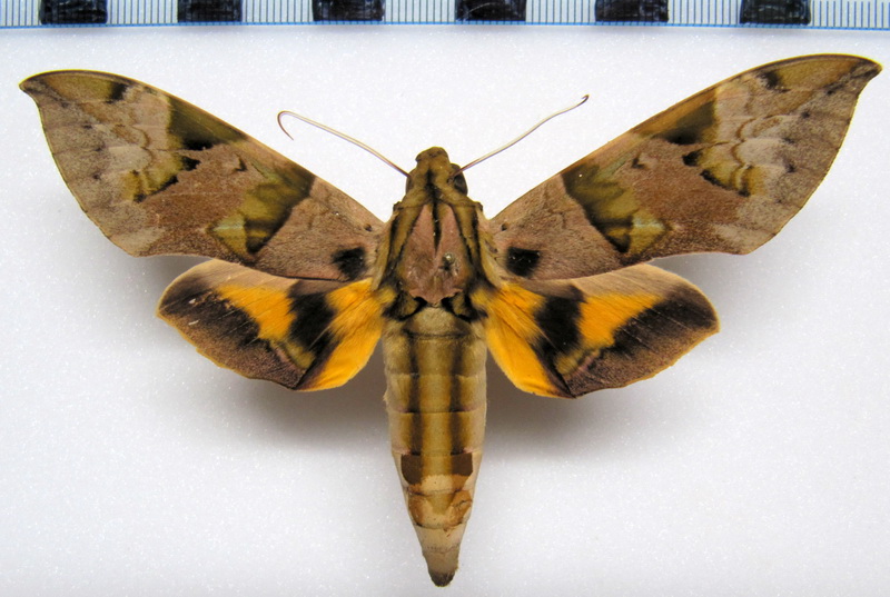 Eumorpha capronnieri  male (Boisduval[1875])  