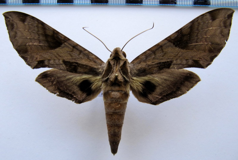 Eumorpha megaeacus  (Hübner, 1819)                                   
